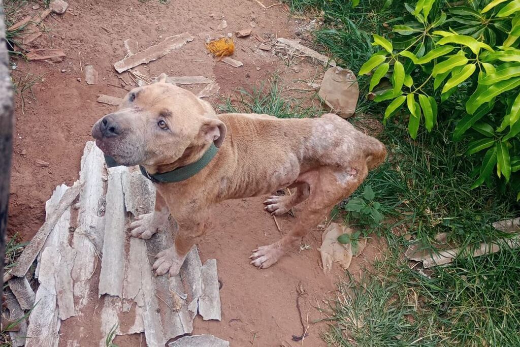 título imagem Cães em situação de maus-tratos são localizados em Restinga Sêca