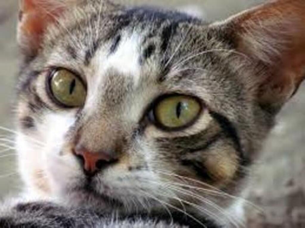 título imagem Gata poderá ser parte em ação na Justiça que trata de maus-tratos contra animais em Santa Maria