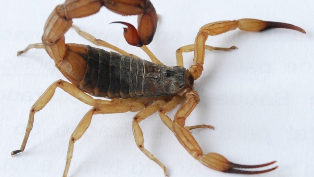 Calor aumenta presença de escorpião-amarelo em áreas urbanas do RS; 17 municípios já registraram ocorrências com humanos