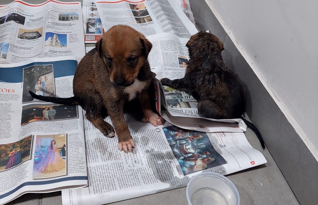 Filhotes de cães são encontrados presos em caixa e expostos ao sol em veículo no centro de Santa Maria