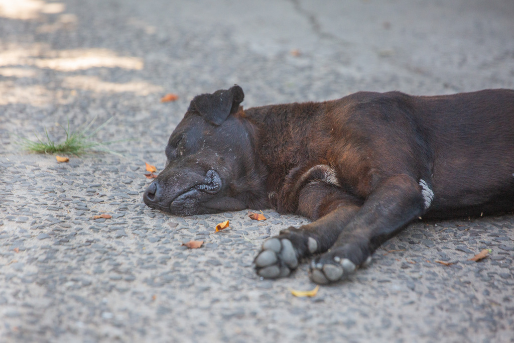 título imagem Denúncias sobre maus-tratos e abandono de animais crescem 40% em Santa Maria