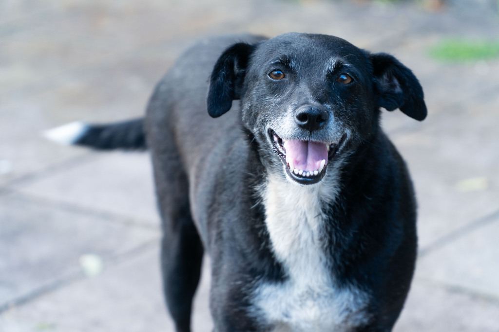 Região Leste de Santa Maria recebe mutirão do Castramóvel para cadastro de animais nesta sexta-feira