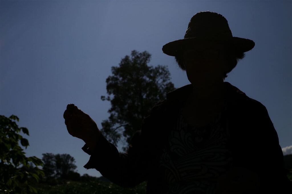 Foto: Renan Mattos (Diário/Arquivo) - 